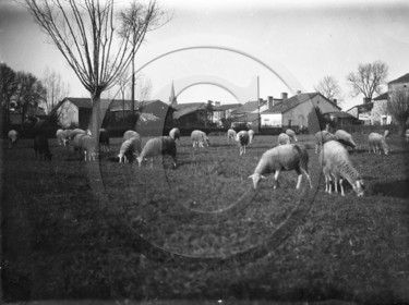 AG 733 moutons Grignols.jpg