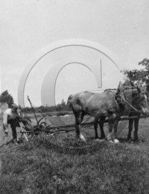 AG 603 chevaux charrue  .jpg