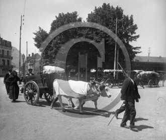 AG 734 attelage boeuf .jpg