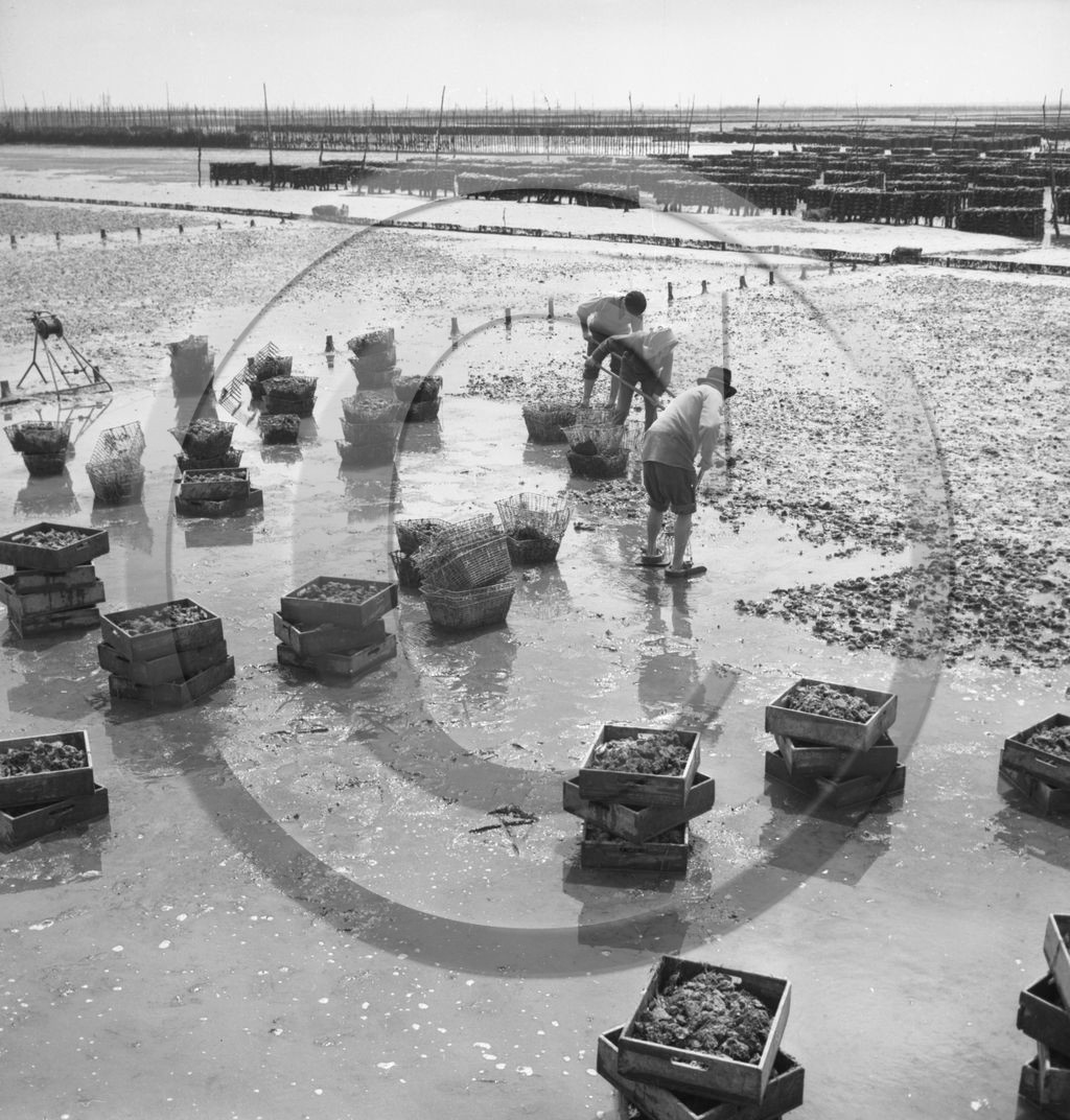 arc 2862 parc huitres .jpg