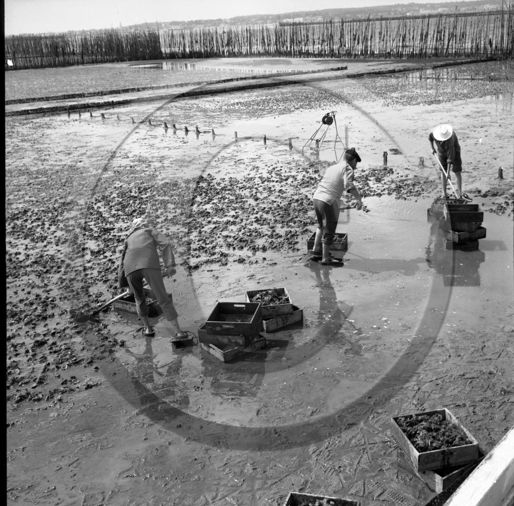 arc 2861 parc huitres .jpg