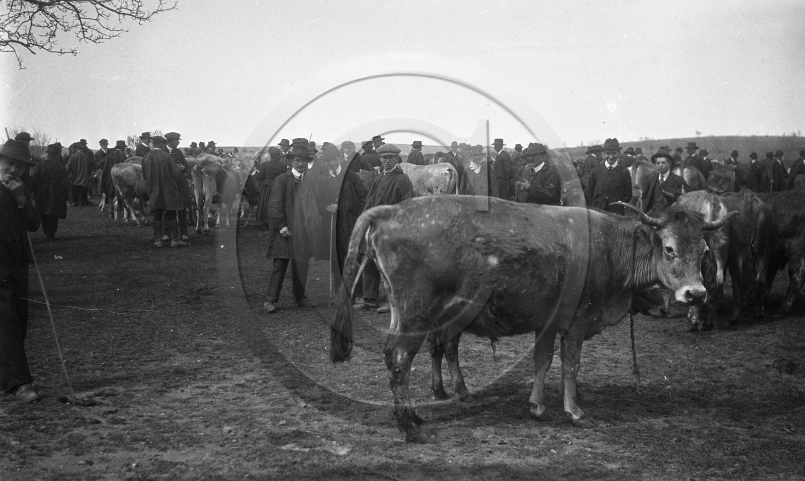 AG 705 foire aux bestiaux Laguiole Aubrac .jpg