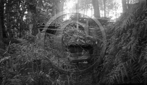 vi  295 palombière chasse  dpt 33 .jpg