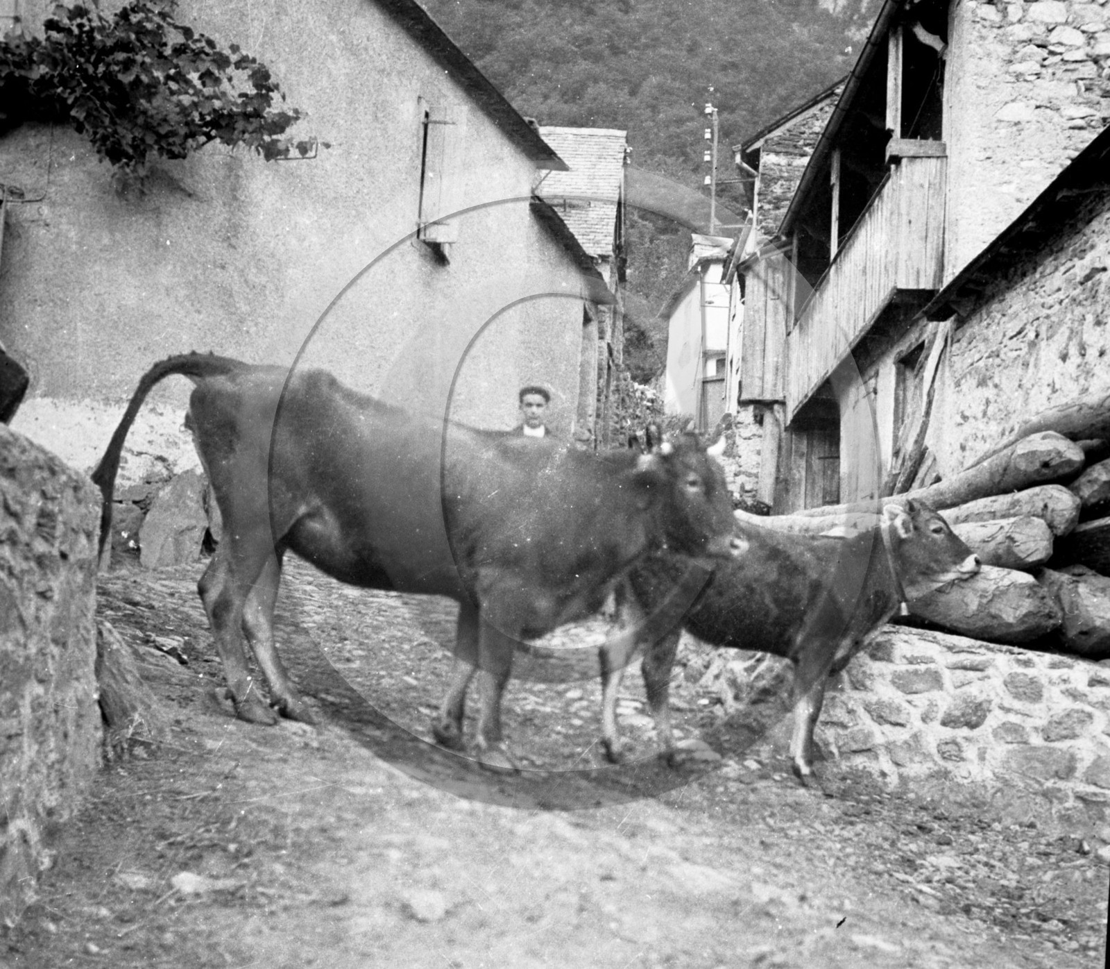 AG 629 vache et veaux dans rue de village de montagne  .jpg
