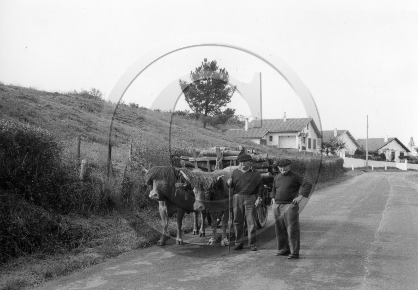 AG 698 boeufs atteles pays Basque .jpg