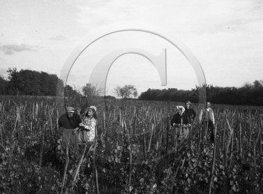AG 701 femmes dans les vignes .jpg