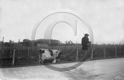 AG 715 vache et Paysan vigne .jpg