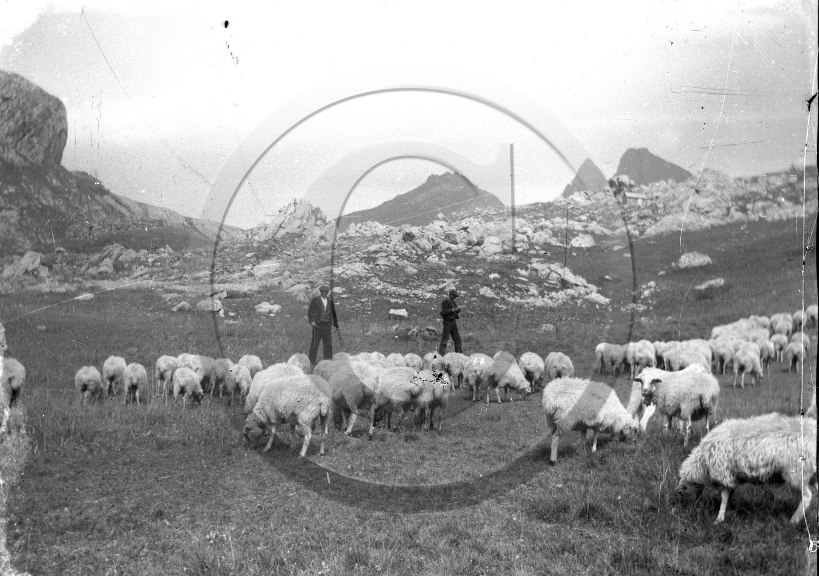 AG 564 moutons en pature .jpg