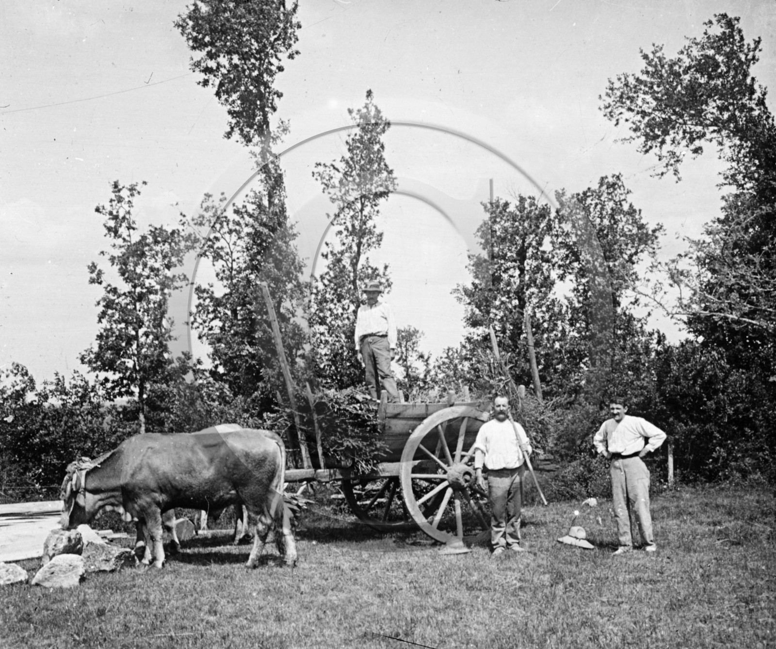 AG 648 attelage de boeufs  .jpg