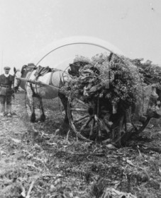 AG 600 cheval attele tombereau  .jpg