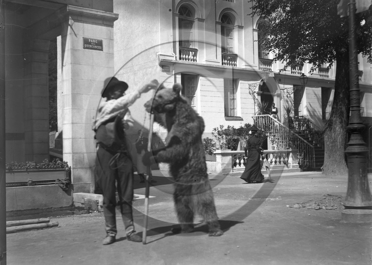 vi  90 bis ours parc des quinconces allée d'etigny Bagneres de Luchon D 31.jpg