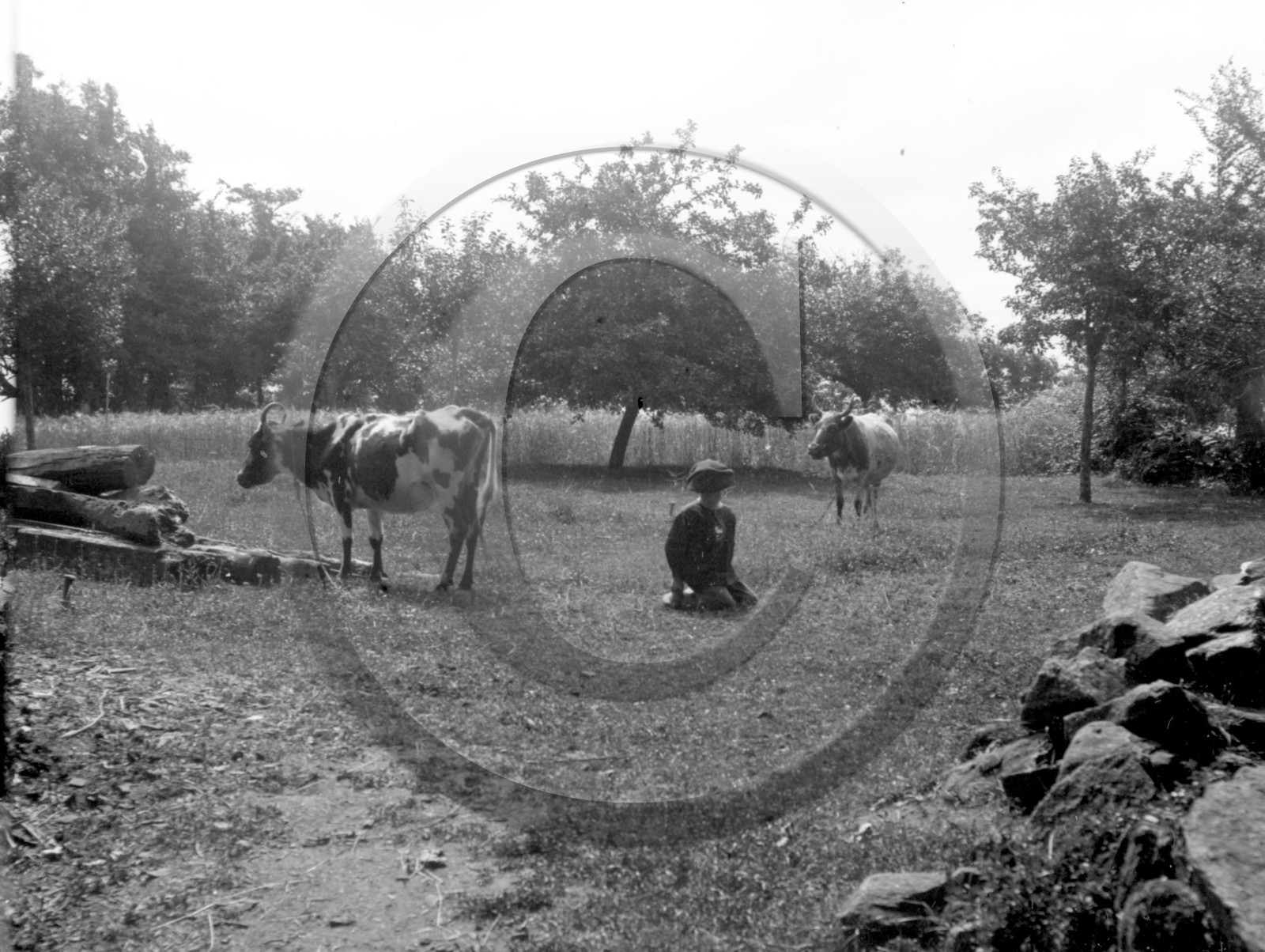 AG 607 vaches au pre  .jpg