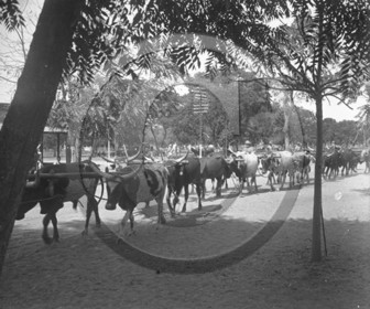 Madagascar troupeaux de vaches dans ville.jpg