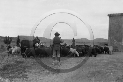 AG 594 berger moutons  .jpg