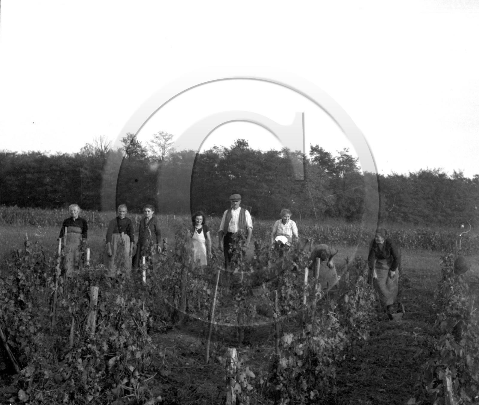 AG 702 dans les vignes .jpg