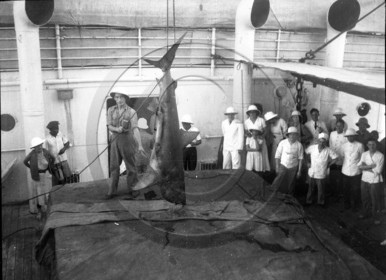 BA 203 cargo mixte a bord peche au requin - paquebot .jpg