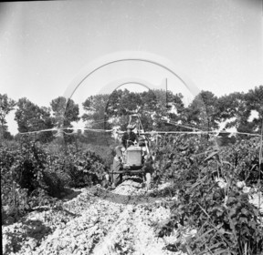AG 543 sulfatage des vignes avec tracteur .jpg
