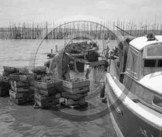 arc 2855 parc huitres .jpg