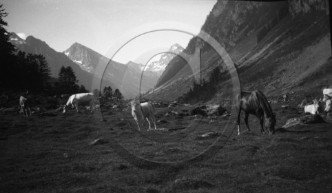 AG 695 vaches cheval en pature montagne serie Cauteret  Estom Cabaliros photo Mirc .jpg