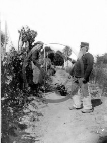 AG 589  potager .jpg