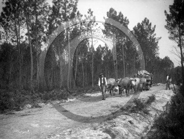 AG 728 transport bois boeuf atteles Grignols .jpg