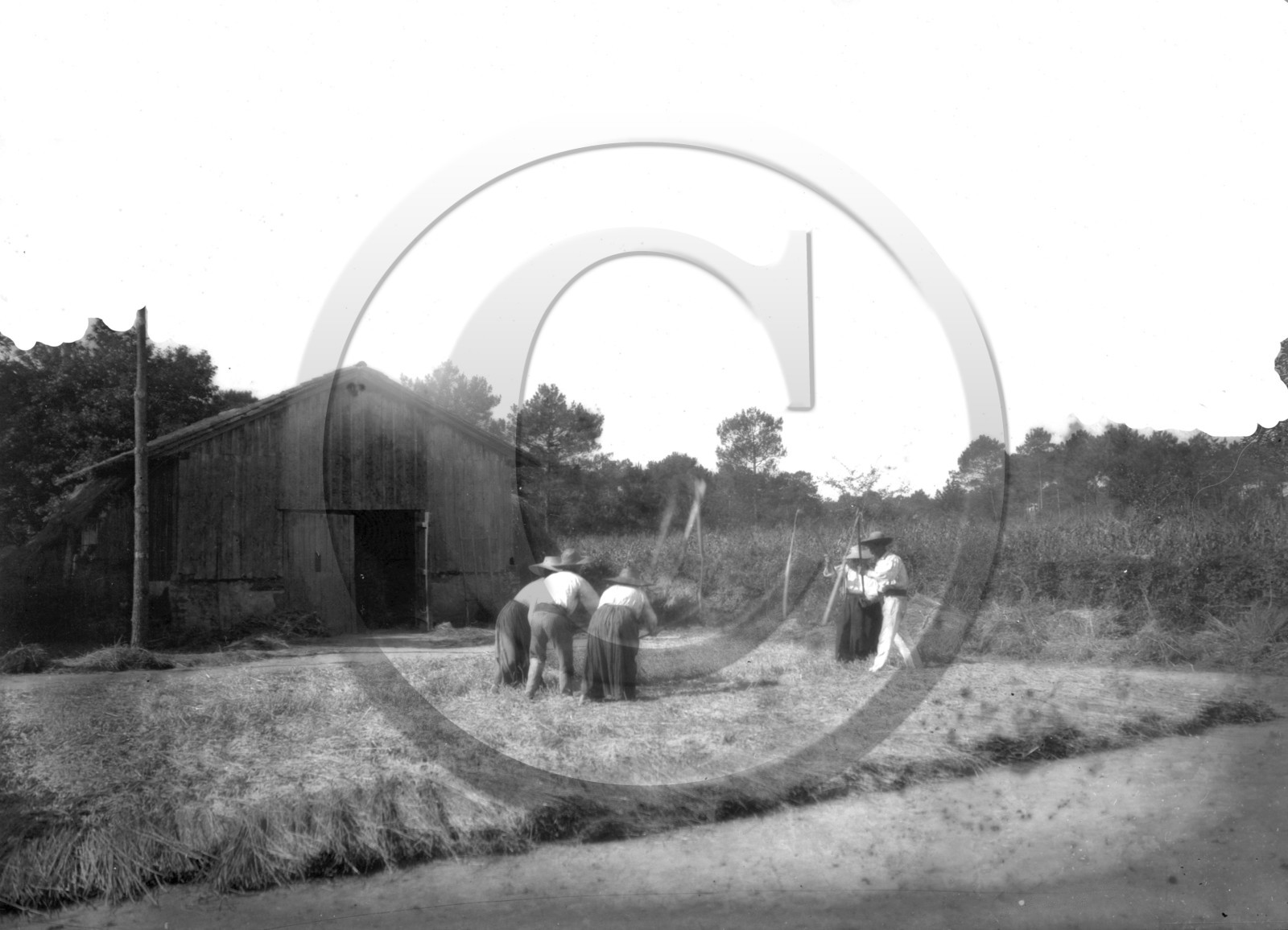 AG 634 travail aux champs  .jpg